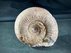 Stephanoceras Ammonite, from Sherborne Dorset, England, UK (REF:STEPAM1)