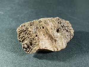 Tyrannosaurus Rex Bone Fragment, from Hell Creek Formation, Eastern Montana, U.S.A. (REF:TREX35)