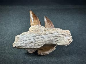 Mosasaur Tooth & Partial Jaw, from Morocco (REF:MOSPJ14)
