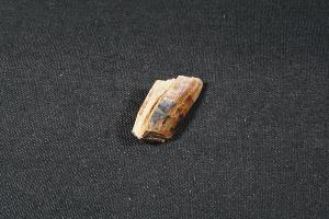 Tyrannosaurus Rex Tooth Fragment, from Hell Creek Formation, Eastern Montana, USA (REF:TREX31)