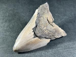 Megalodon Shark Tooth, from South Carolina, U.S.A. (REF:MT33)