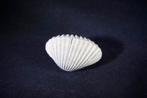 Bivalve from Java, Indonesia (No.253)