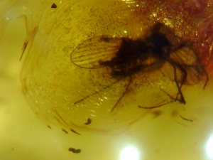 Amber - Baltic 1 Insect (Specimen no. AMB244)