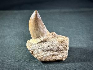 Mosasaur Tooth & Partial Jaw, from Morocco (REF:MOSPJ5)