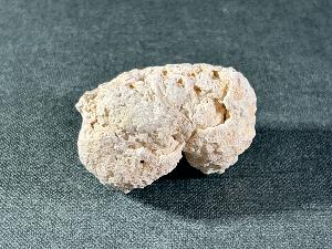 Fossil Sea Sponge, from Morocco (SPO1)