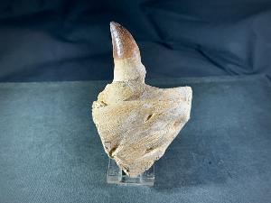 Mosasaur Tooth & Partial Jaw, from Morocco (REF:MOSPJ18)