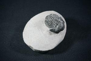 Proteus S.P. Trilobite, from Atlas Mountains, Morocco (REF:PTM8)