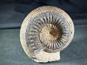 Stephanoceras Ammonite, from Sherborne Dorset, England, UK (REF:STEPAM4)