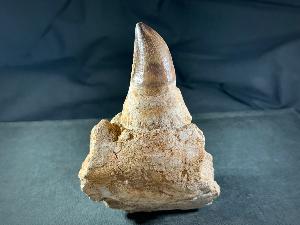 Mosasaur Tooth & Partial Jaw, from Morocco (REF:MOSPJ12)
