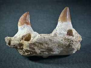 Mosasaur Tooth & Partial Jaw, from Morocco (REF:MOSPJ16)