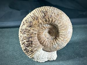 Stephanoceras Ammonite, from Sherborne Dorset, England, UK (REF:STEPAM3)