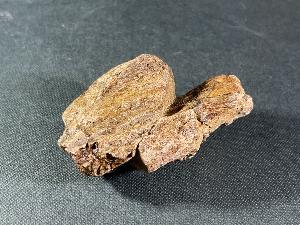 Tyrannosaurus Rex Bone Fragment, from Hell Creek Formation, Eastern Montana, U.S.A. (REF:TREX37)