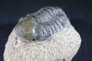Reedops maurulas Trilobite, from Mount Atchana, Morocco (No.140)	