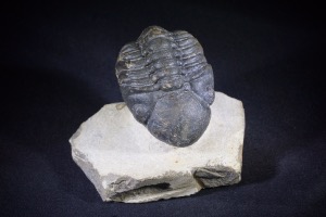 Reedops Trilobite from Morocco (No.429)