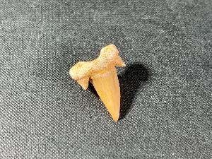 Otodus obliques Lamna Shark Tooth, from Morocco (REF:LAMST9)