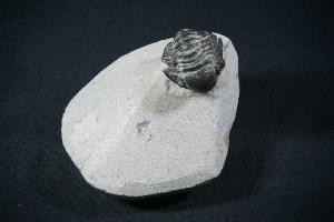 Proteus S.P. Trilobite, from Atlas Mountains, Morocco (REF:PTM6)