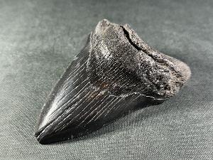 Megalodon Shark Tooth, from South Carolina, U.S.A. (REF:MT35)