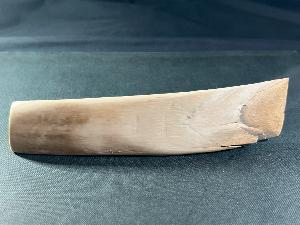 Mammoth Tusk Fragment, from North Sea Area, Ice Age (REF:MTF1)