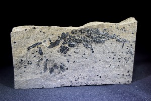 Osteolepis macrolepidotus Fossil Fish, from Orkney, Scotland (No.775)