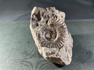 Hildoceras Ammonite, from Whitby, Yorkshire, England (REF:HILDO1)