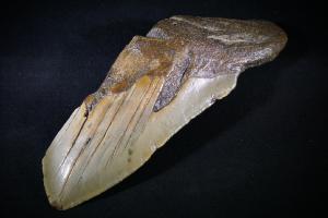 Megalodon Shark Tooth, from South Carolina, U.S.A. (No.3)
