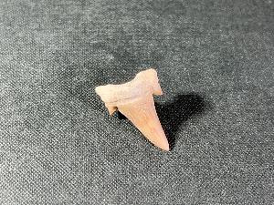 Otodus obliques Lamna Shark Tooth, from Morocco (REF:LAMST4)