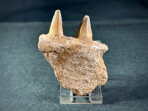 Mosasaur Tooth & Partial Jaw, from Morocco (REF:MOSPJ15)