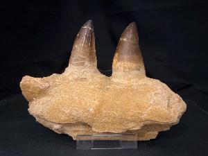 Mosasaurus Teeth & Partial Jaw, from Morocco (REF:MPJ7)