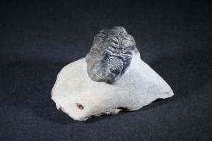 Reedops maurulas Trilobite, from Mount Atchana, Morocco (No.141)	