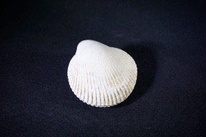 Bivalve from Java, Indonesia (No.252)