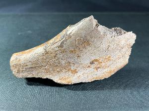 Edmontosaurus Bone, from Lance Creek Formation, Wyoming, U.S.A. (REF:EBH12)  