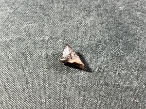 Triceratops Tooth, from Lance Creek Formation, Weston Co. Wyoming, U.S.A. (REF:TRIT3)
