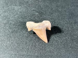 Otodus obliques Lamna Shark Tooth, from Morocco (REF:LAMST7)