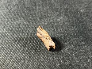 Triceratops Tooth, from Lance Creek Formation, Weston Co. Wyoming, U.S.A. (REF:TRIT2)