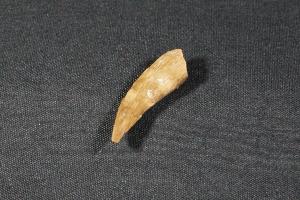 Tyrannosaurus Rex Tooth Fragment, from Hell Creek Formation, Eastern Montana, USA (REF:TREX25)