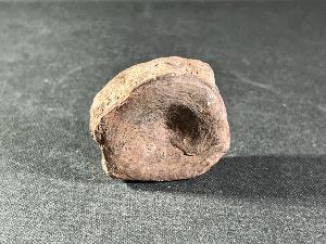 Ichthyosaur Vertebrae, from Charmouth Beach, Jurassic Coast, England (REF:ICH4)