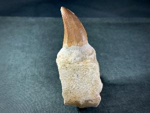 Mosasaur Tooth & Partial Jaw, from Morocco (REF:MOSPJ11)