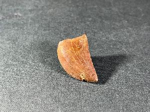 Carcharodontosaurus Dinosaur Tooth, from Sahara Desert, Morocco (REF:CDT2)