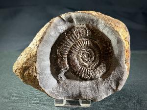 Dactylloceras Ammonite, from Whitby, Yorkshire, U.K. (REF:DAC4)