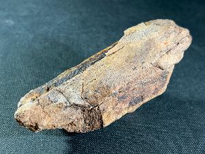 Edmontosaurus Bone, from Lance Creek Formation, Wyoming, U.S.A. (REF:EBH15)  