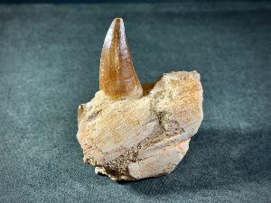 Mosasaur Tooth & Partial Jaw, from Morocco (REF:MOSPJ8)