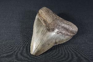 Megalodon Shark Tooth, from South Carolina, U.S.A. (REF:MT26)