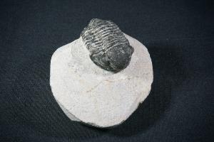 Proteus S.P. Trilobite, from Atlas Mountains, Morocco (REF:PTM7)