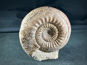 Stephanoceras Ammonite, from Sherborne Dorset, England, UK (REF:STEPAM5)