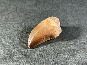Mosasaurus Tooth, from Morocco (REF:MOST8)