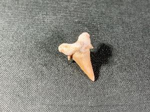 Otodus obliques Lamna Shark Tooth, from Morocco (REF:LAMST5)