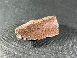 Tyrannosaurus Rex Bone Fragment, from Hell Creek Formation, Eastern Montana, U.S.A. (REF:TREX38)