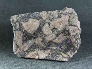 Polished Fossil Coral, East Lothian, Scotland (REF:FCSCOT3)