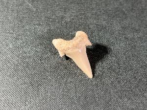 Otodus obliques Lamna Shark Tooth, from Morocco (REF:LAMST2)