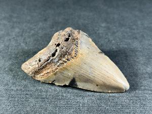 Megalodon Shark Tooth, from South Carolina, U.S.A. (REF:MT32)